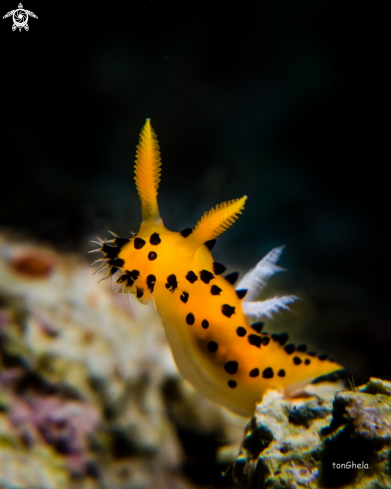 A Crimora lutea | Nudibranch