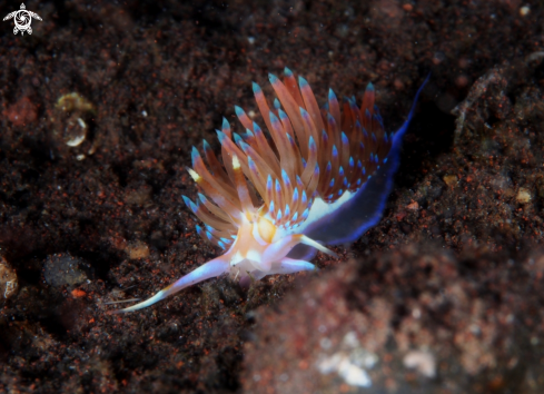 A Nudi