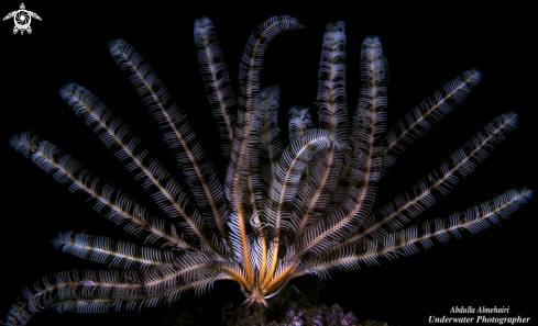 A Feather Star