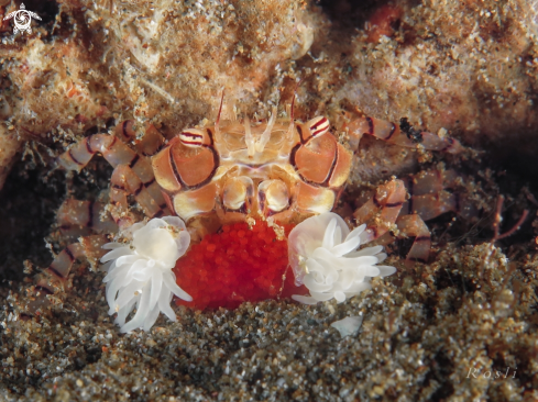 A Pom Pom Crab