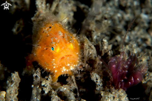 A Frog fish