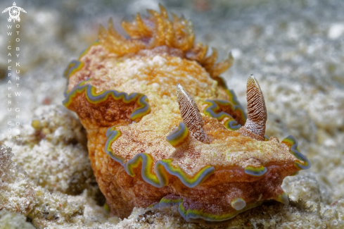 A Nudibranche