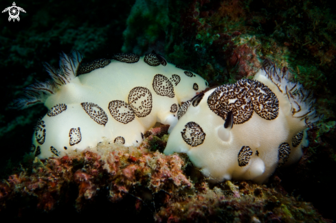 A Jorunna funebris | NUDIBRANCH