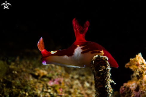 A NUDIBRANCH