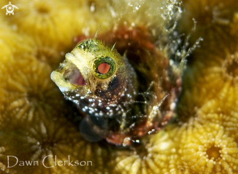 A Acanthemblemaria spinosa  | Spinyhead Blenny