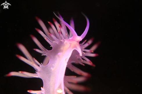 A nudibranch