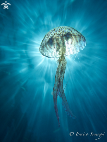 A Jellyfish