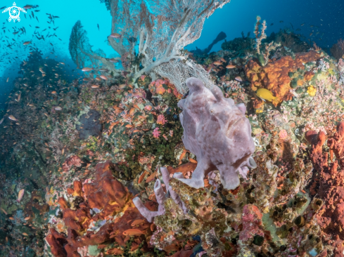 A Frogfish