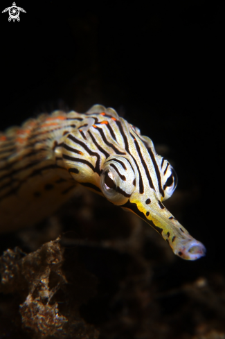 A pipefish