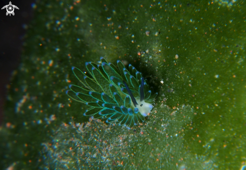 A Nudibranch