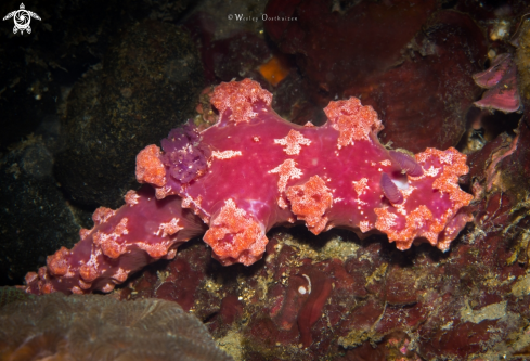 A Miamira moloch nudibranch