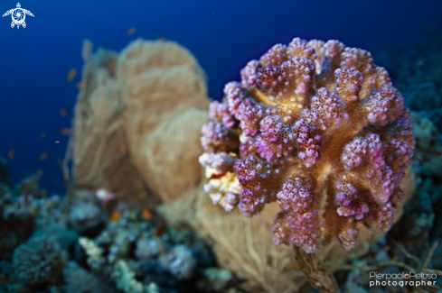 A Coral