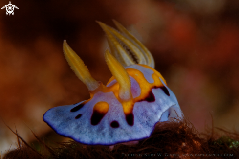 A Nudibranche