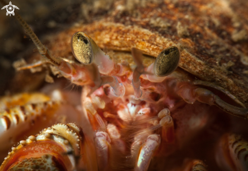 A Pagurus bernhardus | Hermit Crab