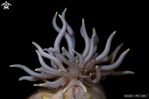 Nudibranch