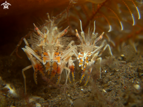 A tiger shrimp