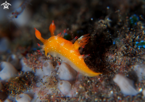 A Nudibranch