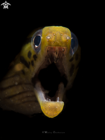 A Gymnothorax fimbriatus | Fimbriated moray