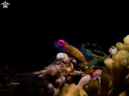 A Pink eyed Goby