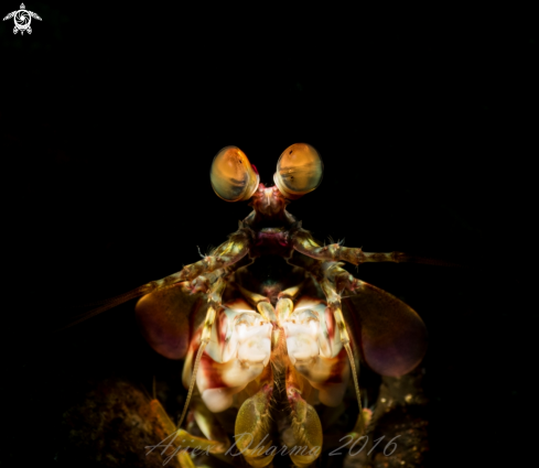 A Mantis shrimp