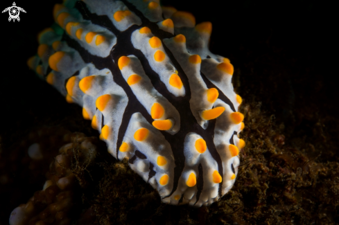 A Philidia varicosa | NUDIBRANCH