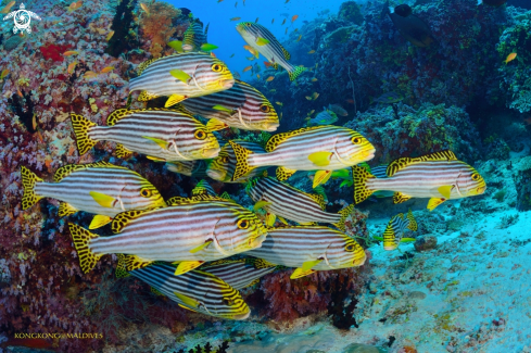 A Yellow Sweetlips