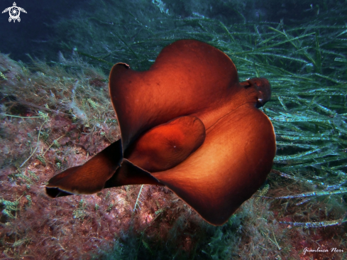 A Aplysia depilans | Lepre di mare