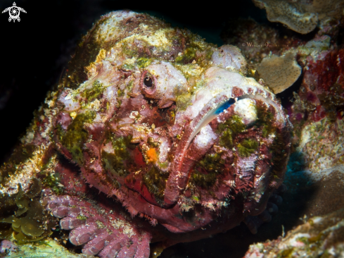 A Flase stonefish