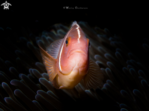 A Amphiprion perideraion | Pink skunk clownfish