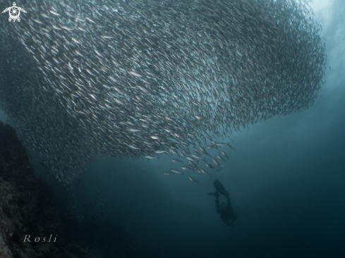 A Sardine