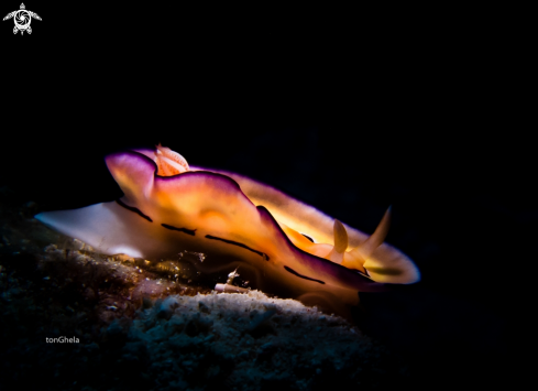 A Chromodoris coi | Nudibranch