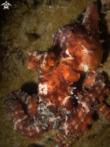 A Callistoctopus luteus | Starry Night Octopus