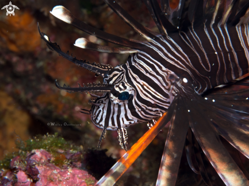 A Pterois Volitans | Lionfish