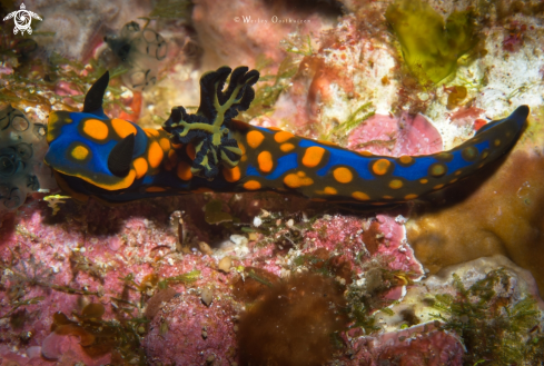 A Tambja sagamiana nudibranch