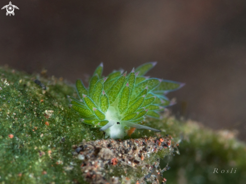 A Costasiella Kuroshimae Sheep Nudibranch