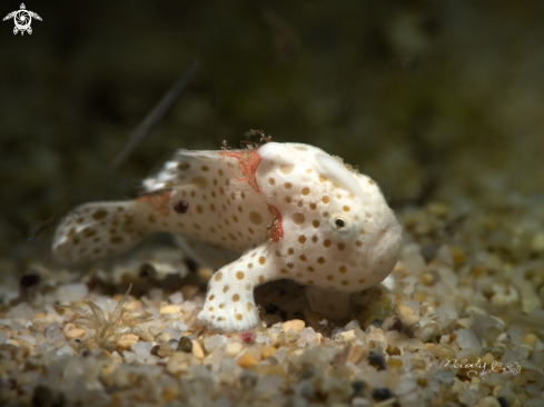 A Frogfish