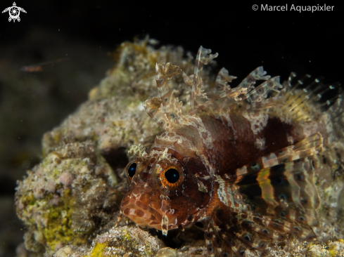 A Shortfin Dwarf Lionfish