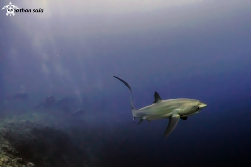 A Alopias Pelagicus | Thresher Shark