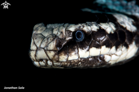 A Banded Sea Snake