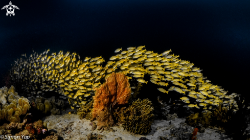 A Yellow Snappers