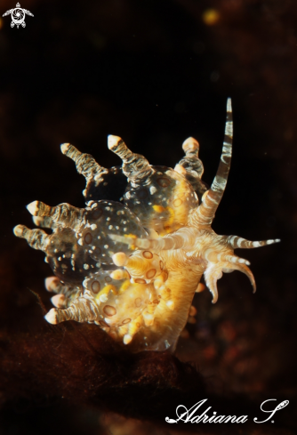 A Nudibranch