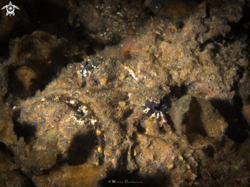 A Stonefish