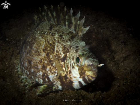 A Siganus canaliculatus | Rabbitfish