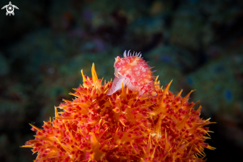 A COWRY