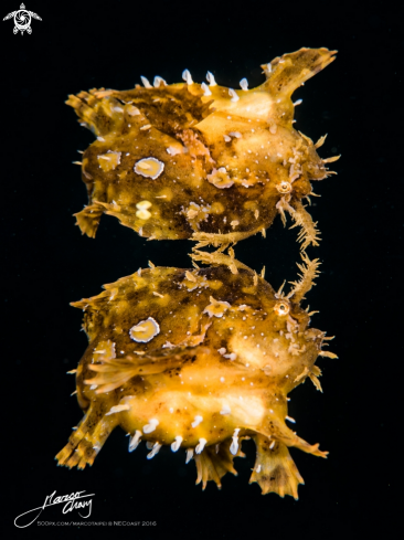 A frogfish