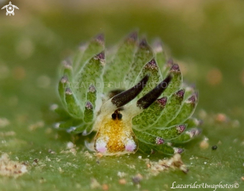 A Costasiella sp | Leaf sheep nudibranch