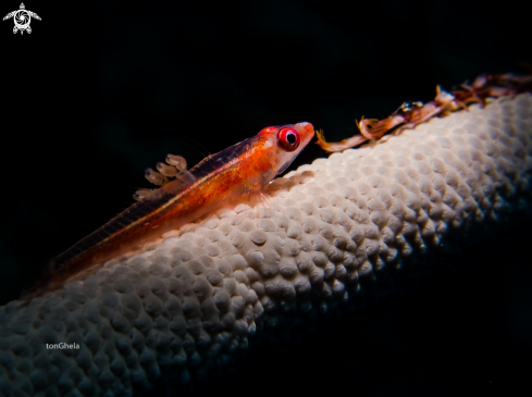 A Ghost Goby