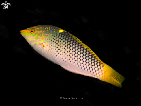 A Checkerboard wrasse