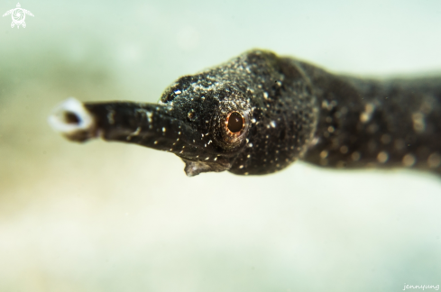 A Pipefish