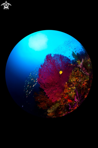 A Reef Scene with glass fish